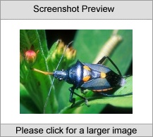 7art Crazy Bugs ScreenSaver Screenshot